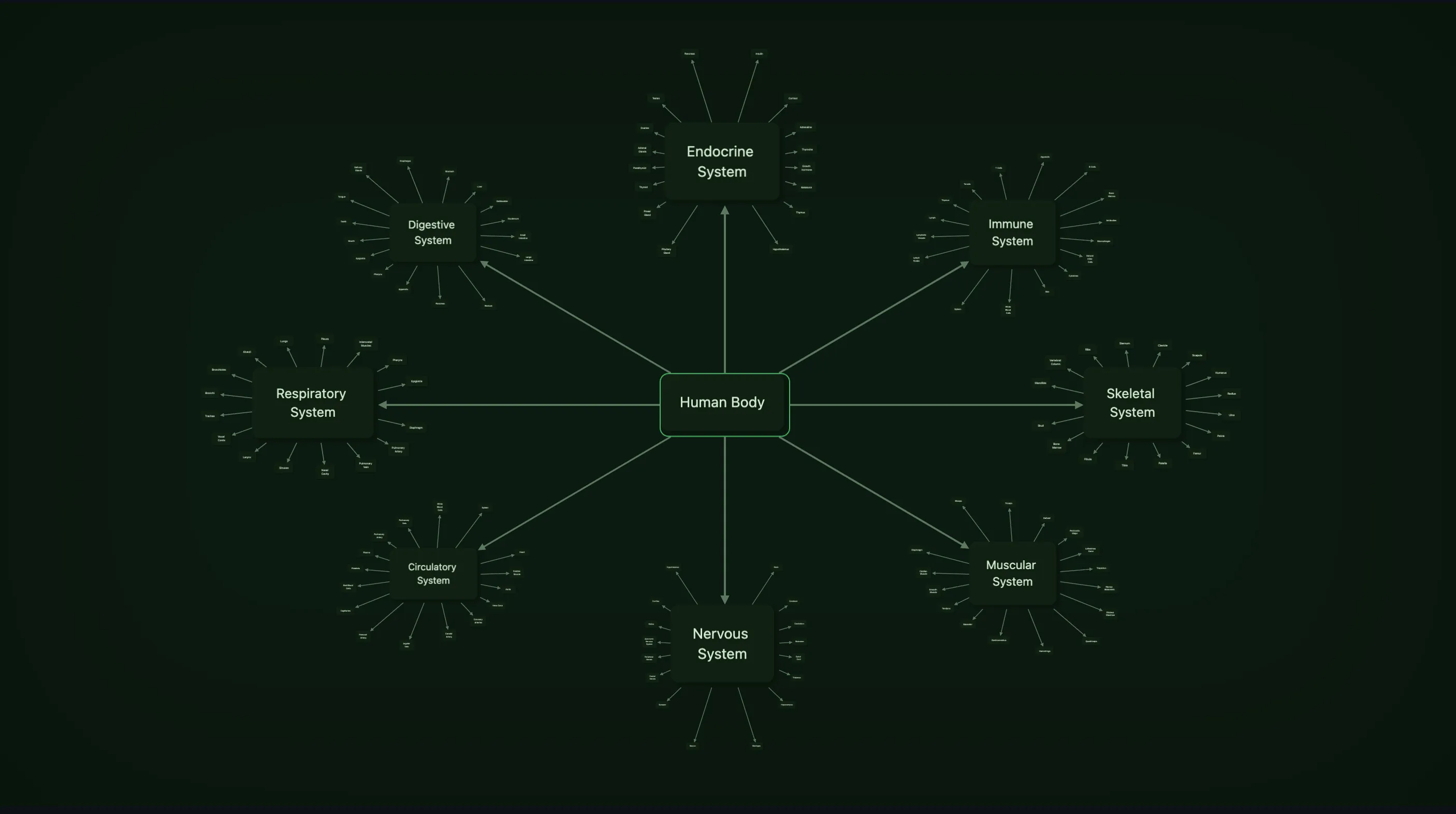 The Helicopter view of Human Body: the focus at the centre, the Endocrine, Immune, Skeletal, Muscular, Nervous, Circulatory, Respiratory and Digestive systems around it on a ring with one arrow to each, and beyond every system a fan of small boxes, its organs, drawn as miniatures.
